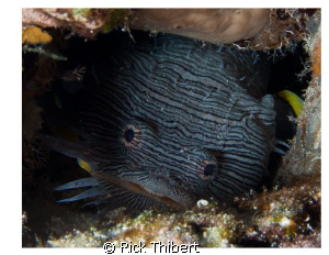 Splendid Toadfish showing its teeth by Rick Thibert 